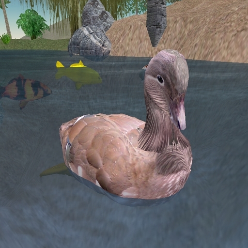Swimming Mandarin Duck Female