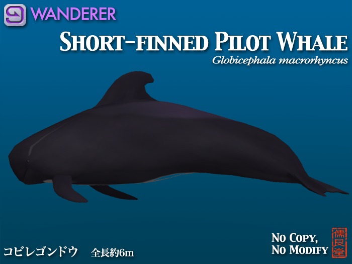 Short-Finned pilot whale WANDERER