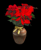 Christmas poinsettia in a pot 2