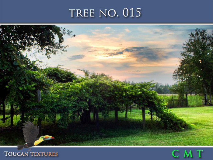 [Toucan Textures] Tree No. 015