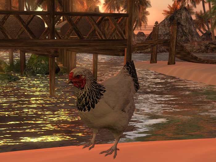 Chicken