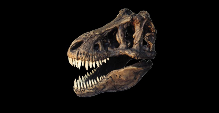 Dinosaur fossils bones head full perms texture