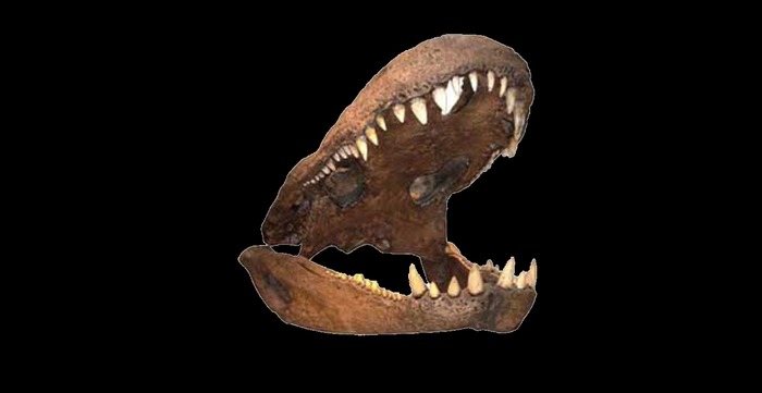 Dinosaur jaw bones full perms texture