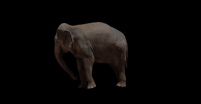 Elephant 1 full perms texture