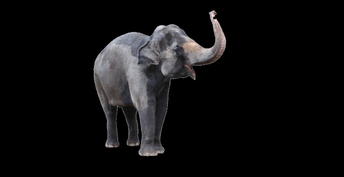 Elephant 5 full perms texture