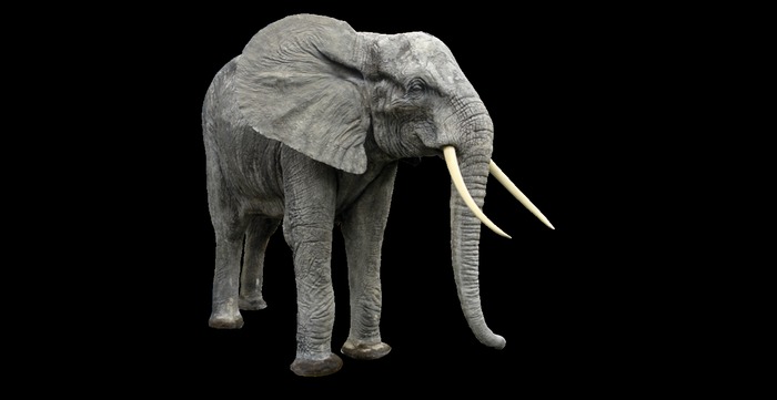 Elephant 3 full perms texture