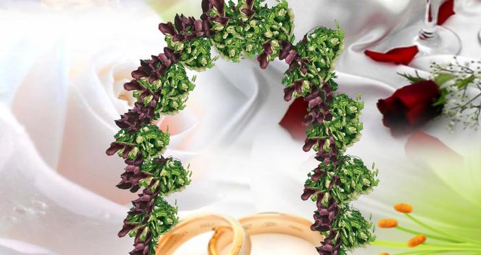 arche calla pourpre