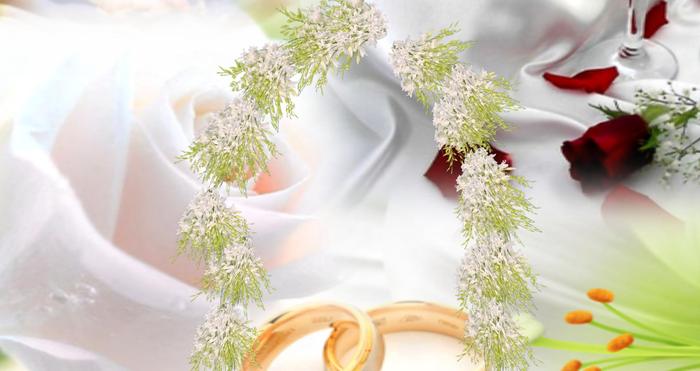 arche orchidee blanche2