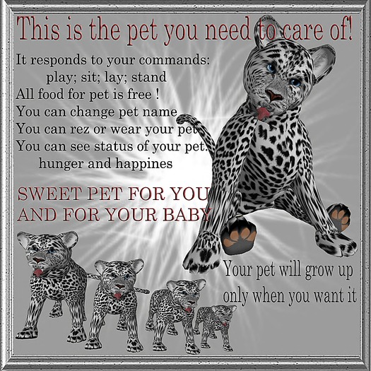 Baby snow leopard KC6