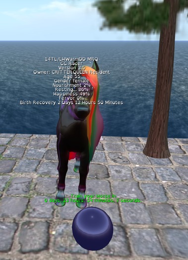 24 Hour Horse Trainer Timer