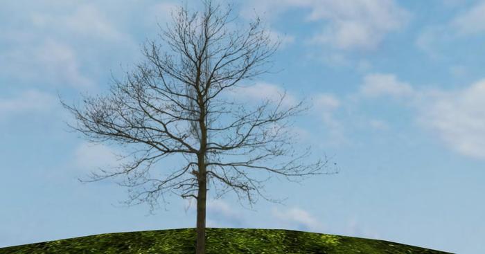 Winter Tree 8