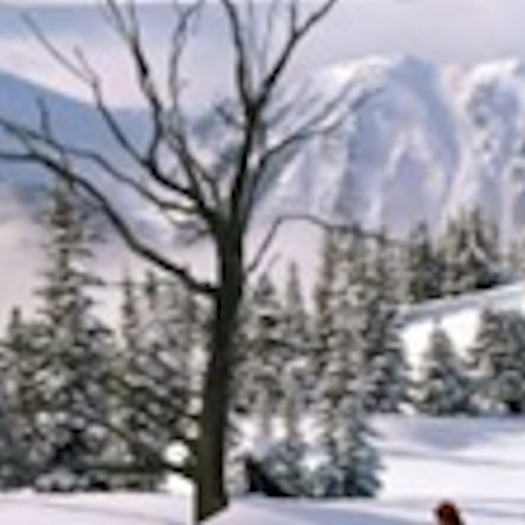 Winter Tree 3