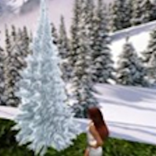 Snowy Pine Tree1