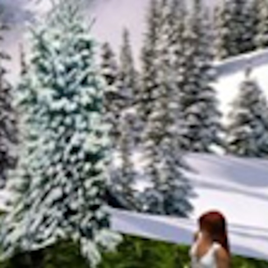 Snowy Pine Tree2