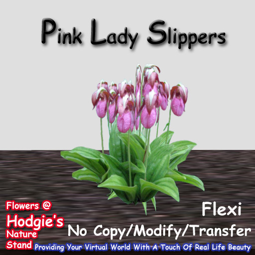 Hodgie's Flowers & Plants  --  Pink Lady Slipper (Flexi) Plant