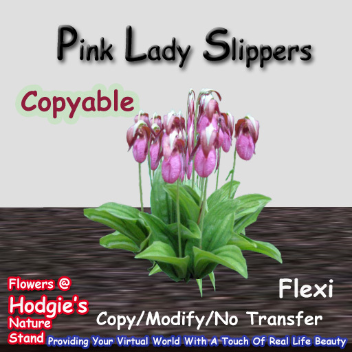 Hodgie's Flowers & Plants  --  Pink Lady Slipper (Flexi) Plant(COPYABLE) 