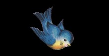 Bluebird texture 1 full perms