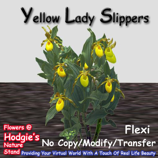 Hodgie's Flowers & Plants  --  Yellow Flexi Ladyslippers Forest 