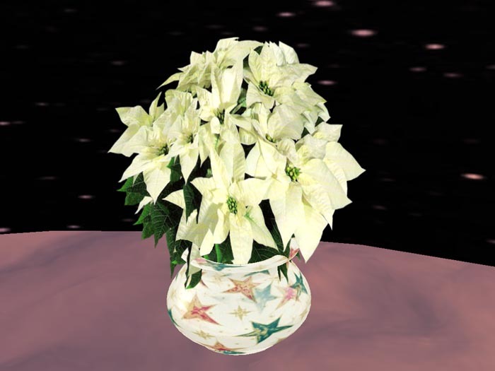 Poinsettia 2, white