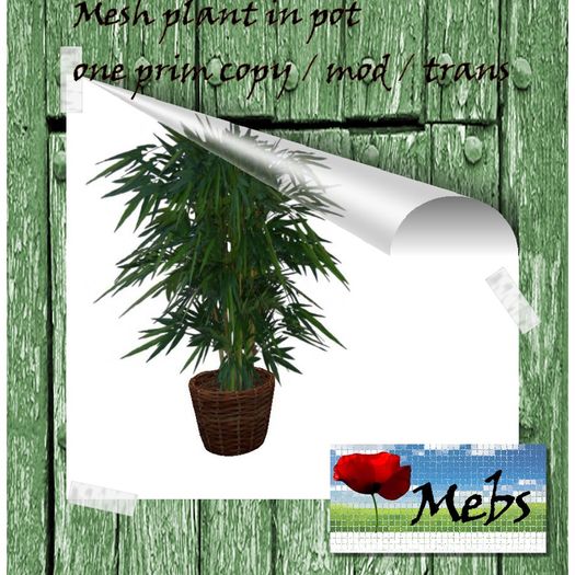 mesh plant in pot ( FP)
