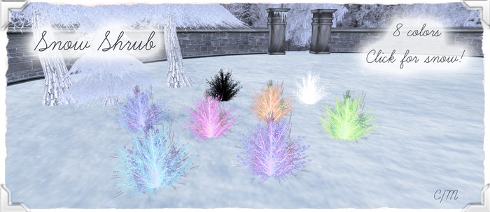 {Peachy} Snow Shrub BOX