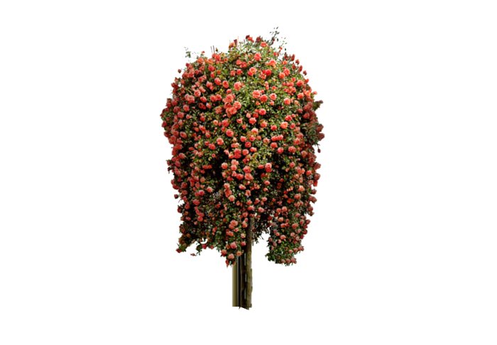 rose bush red