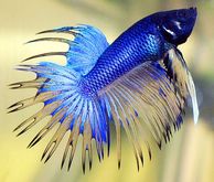 Blue Betta Fish