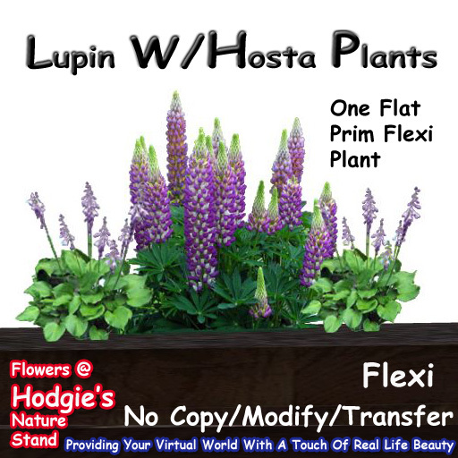 Hodgie's Flowers & Plants  --  Lupin W/Hosta Border Plants (1 Prim) Flexi