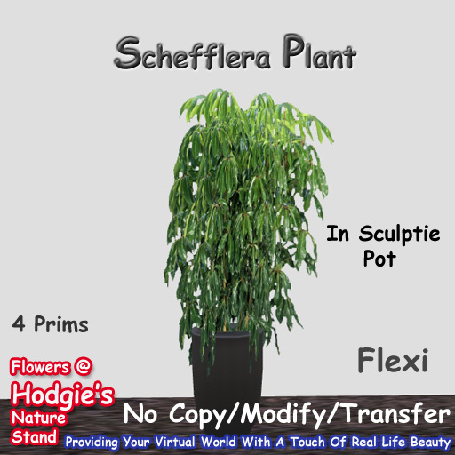 Hodgie's Flowers & Plants  --  Tropical Schefflera Plant In Sculptie Pot (Flexi)