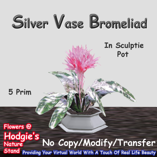 Hodgie's Flowers & Plants  --  Tropical Silver Vase Bromeliad  In Sculptie Pot (Flexi)