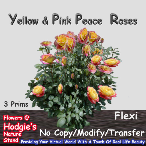Hodgie's Flowers & Plants  --  Peace Roses (Yellow-Pink) Flexi Bush