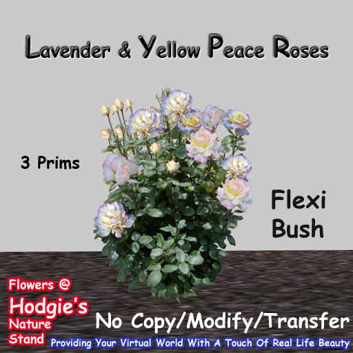 Hodgie's Flowers & Plants  --  Peace Roses (Lavender & Yellow) Flexi Plant
