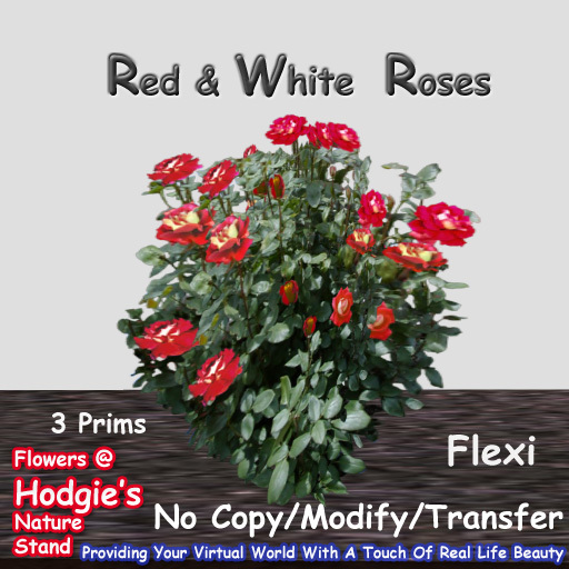 Hodgie's Flowers & Plants  --  Peace Roses (white-red) Flexi Bush