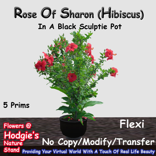 Hodgie's Flowers & Plants  --  Rose Of Sharon (Hibiscus) Flexi Bush In Sculptie Pot Flexi