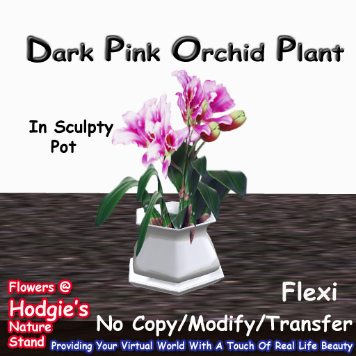 Hodgie's Flowers & Plants  --  Tropical Orchid (Dark Pink)  Flexi in Sculptie Pot  