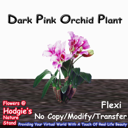 Hodgie's Flowers & Plants  --  Tropical Orchid (Dark Pink) Flexi Plant  