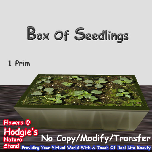 Hodgie's Flowers & Plants  --  Greenhouse Seedlings in a box (1 Prim)