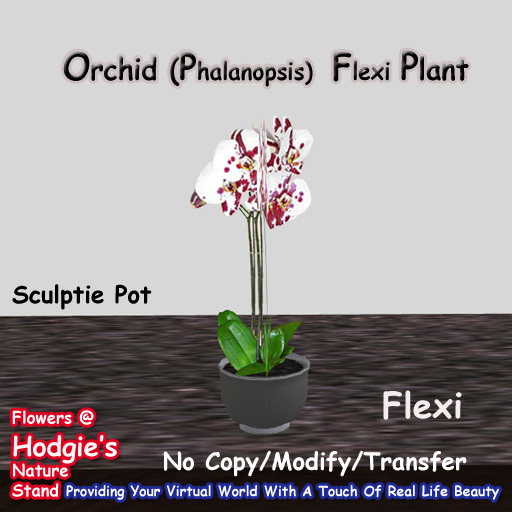 Hodgie's Flowers & Plants  --  Tropical Orchid (Phalanopsis (Single) Pink Plant In Sculptie Pot Flex