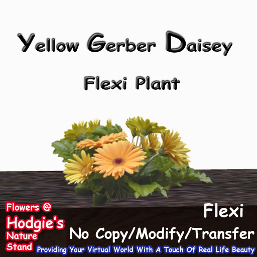 Hodgie's Flowers & Plants  --  Yellow Gerber Daisey Plant (Flexi)