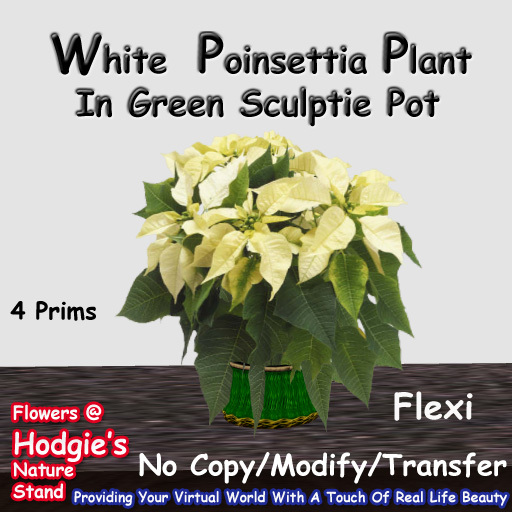 Hodgie's Flowers & Plants  --  Christmas Pointsettia (White) In Green Sculptie Pot (Flexi Plant) for
