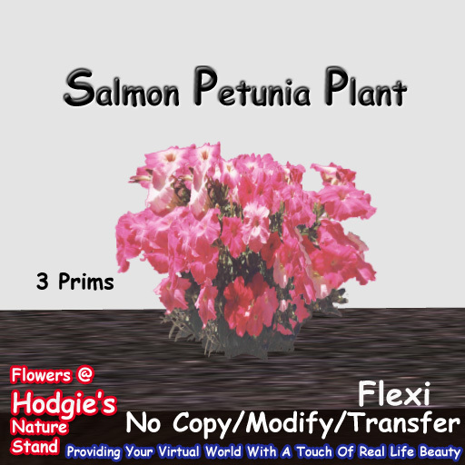 Hodgie's Flowers & Plants  --  Salmon Flexi Petunia Plant 