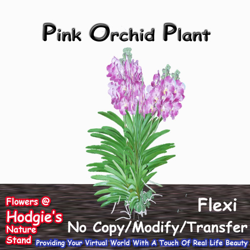 Hodgie's Flowers & Plants  --  Tropical Orchid (Pink Double Flower) Plant  
