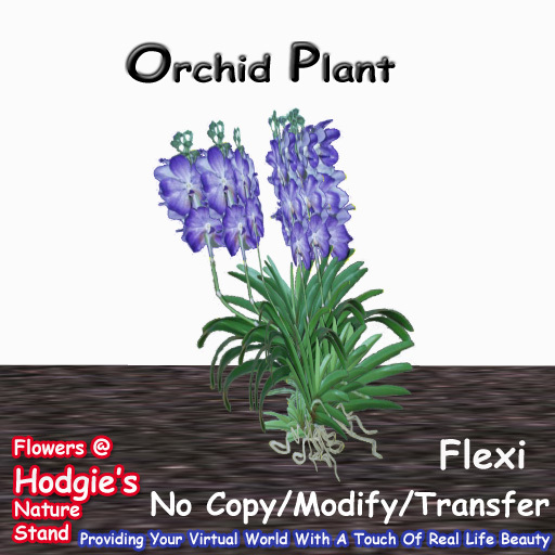 Hodgie's Flowers & Plants  --  Tropical Orchid (Blue with roots) Flexi Plant  