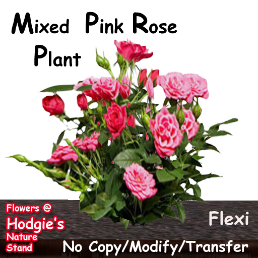 Hodgie's Flowers & Plants  --  Mixed Rose Plant (Flexi) Pink Roses