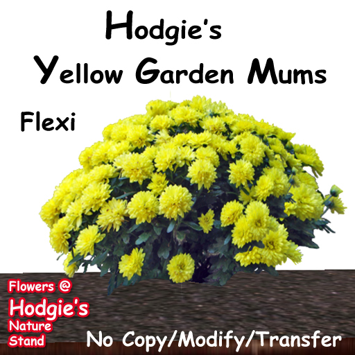 Hodgie's Flowers & Plants  --  Garden Mums (Yellow) Flexi Plant  For Fall