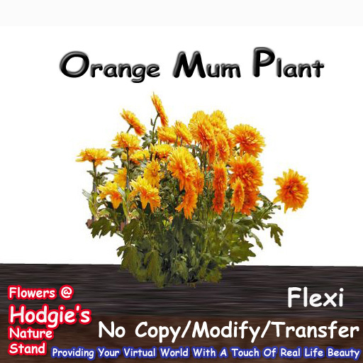 Hodgie's Flowers & Plants  --  Mum (Orange) Flexi Plant Garden Flowers 