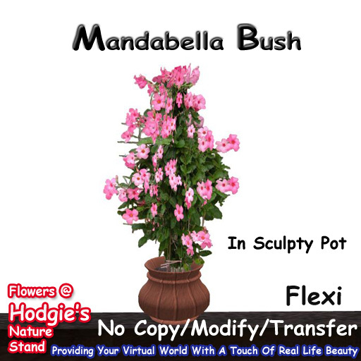 Hodgie's Flowers & Plants  --  Tropical Mandabella Bush In A Sculptie Pot (Flexi)