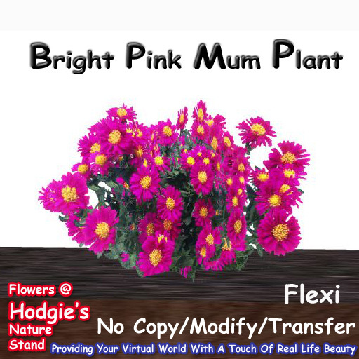 Hodgie's Flowers & Plants  --  Mums (Bright Pink) Flexi Plant  