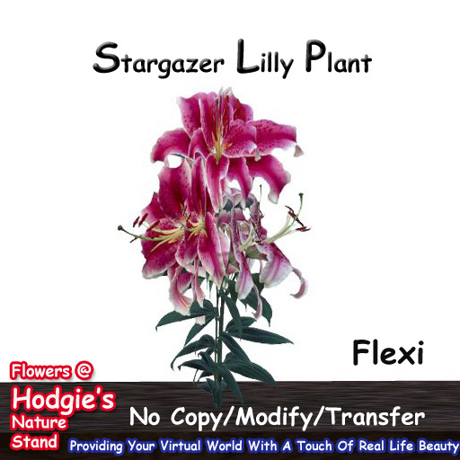 Hodgie's Flowers & Plants  -- Stargazer Lilly (Wine) Flexi Plant