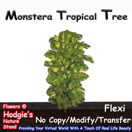 Hodgie's Flowers & Plants  --  Tropical Monstera Flexi Tree 
